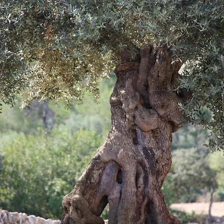 Treurer - Olive Grove & Grand House - Adults Only Algaida (Mallorca)